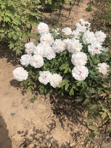 景玉也叫赛雪塔白色牡丹苗传统老品种白色系精品重瓣牡丹花苗大苗