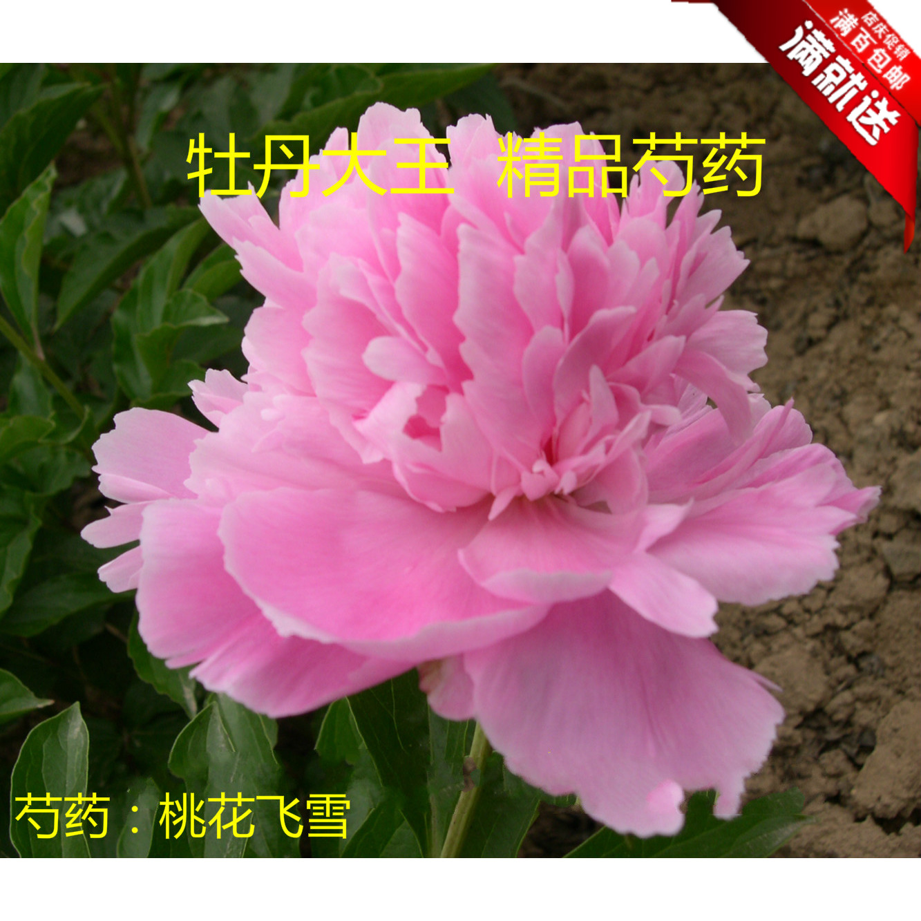 牡丹大王 芍药 桃花飞雪 正宗多层重瓣盆栽庭院花苗花盆 秋季发货