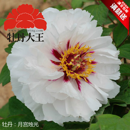 牡丹大王 月宫烛光 9-11月发货 重瓣庭院盆栽菏泽洛阳牡丹花苗