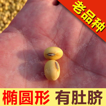 土黄豆农家自种非转基因大豆椭圆形豆浆用小笨黄豆纯天然杂粮500g