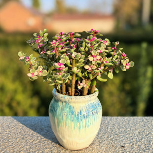 多肉金枝玉叶花植物阳台好养棒棒糖肉肉盆栽雅乐之舞多肉老桩大颗