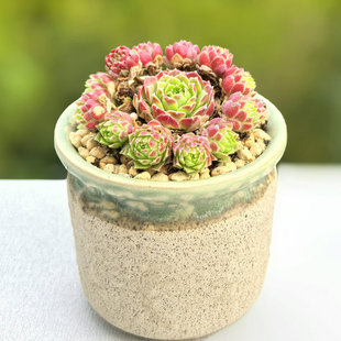 多肉爱德华植物长生草系列带崽满盆阳台耐寒冷奇趣萌系办公室绿植