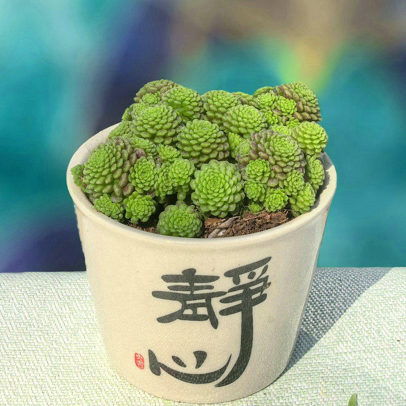 瑞典魔南多肉植物魔男伏地魔多头易爆盆办公桌面绿植带盆栽好盆栽