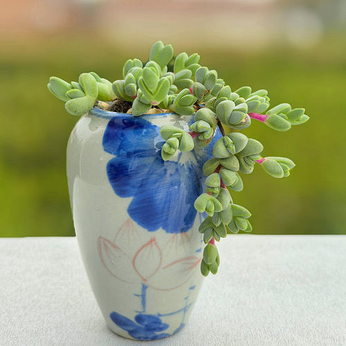 多肉植物老桩群生易养碧玉莲