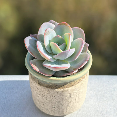 多肉植物组合盆栽防辐射