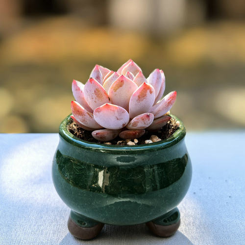 多肉植物盆栽防辐射吸甲醛星星雪