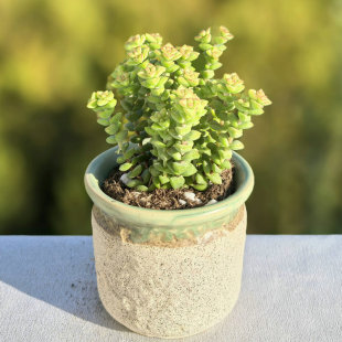 小米星多头群生多肉植物盆栽肉肉新手植物桌面办公室创意花卉绿植