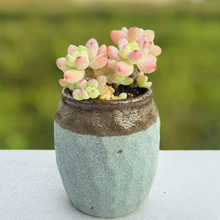 多肉劳尔带香味植物群生多头罗琦老桩肉肉植物办公室内盆栽花卉