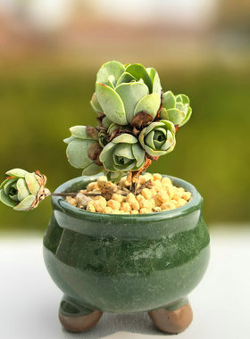 多肉山地玫瑰植物水蜜桃玫瑰耶罗鸡蛋酒杯玫瑰阳台室内盆栽防辐射