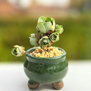 多肉山地玫瑰植物水蜜桃玫瑰耶罗鸡蛋酒杯玫瑰阳台室内盆栽防辐射