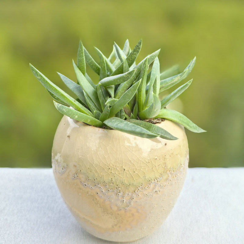 黄花照波【原盆原土 多肉植物四季开花新手好养肉肉桌面绿植花卉