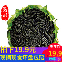20年新鲜葵花盘向日葵瓜子盘籽生瓜子散装生的零食带籽整朵太阳花