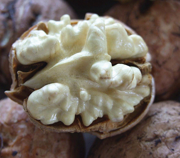 四川大凉山新鲜湿核桃现货去青皮湿核桃5斤薄皮孕妇鲜核桃野生