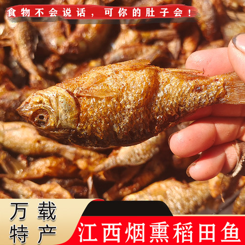 江西农家柴火烟熏稻田鱼小河鱼
