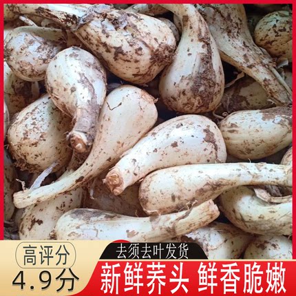 江西新鲜藠头去叶荞头现挖现发农家新鲜时令蔬菜小蒜茭头下饭菜