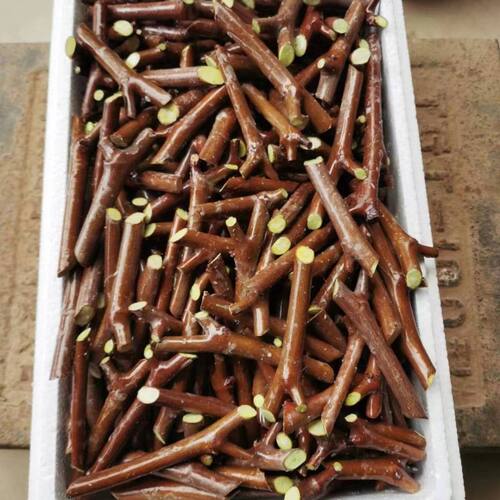 嫁接枝条接穗果树苗木名贵新品葫芦茶壶枣枣南方北方枣树苗嫁接