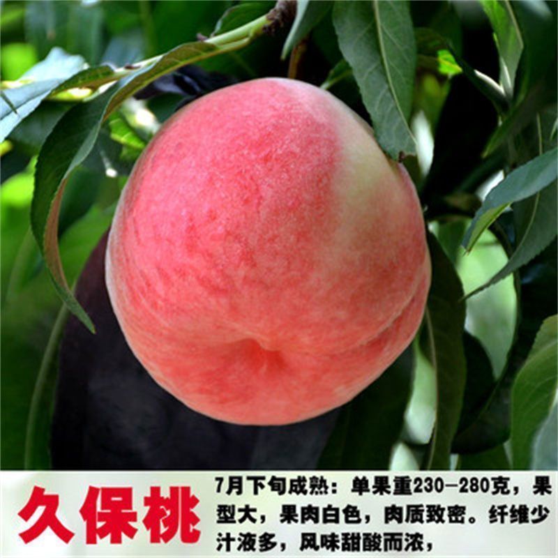 平谷大桃树 大久保桃苗 水蜜桃树苗久宝桃树苗 桃苗 南方北方种植