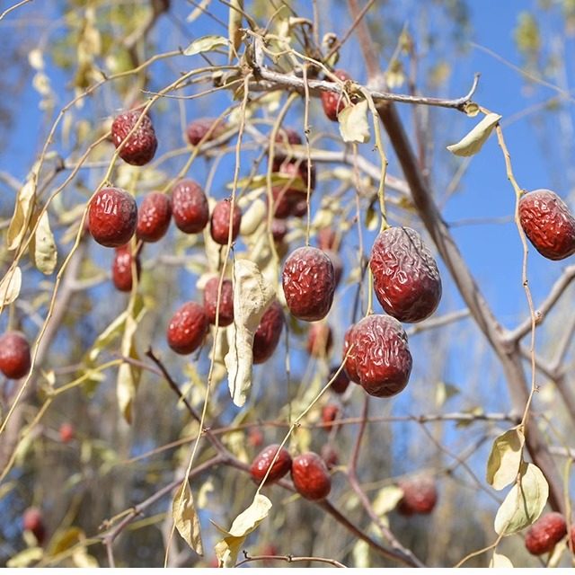 新疆若羌原生态小小果灰枣500克初心红枣产地直发无清洗无添加