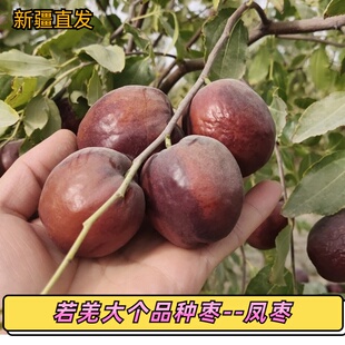 新疆若羌吊干凤枣初心枣大个肉厚生