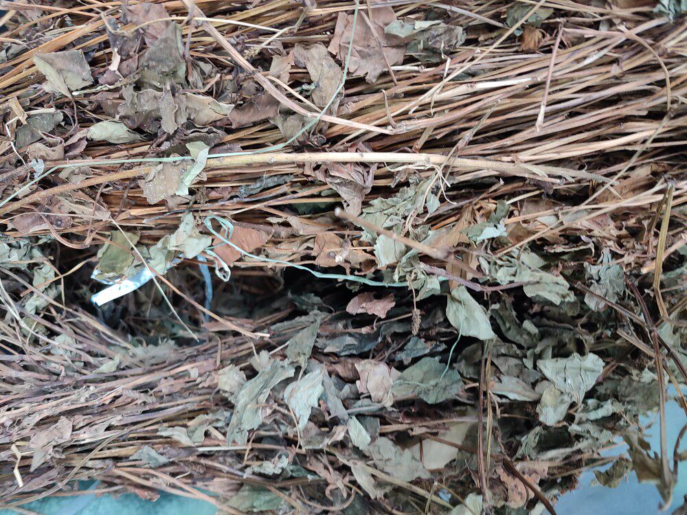 赣南于都客家特色中草药鱼腥草 折耳根农家干货天然野生泡水500g