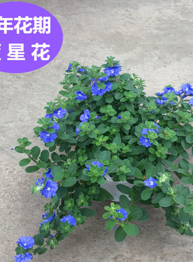 蓝星花盆栽带花苞吊兰