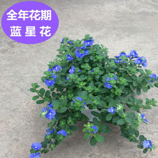 蓝星花盆栽带花苞阳台庭院吊兰花卉开花百万小玲垂吊矮牵牛花