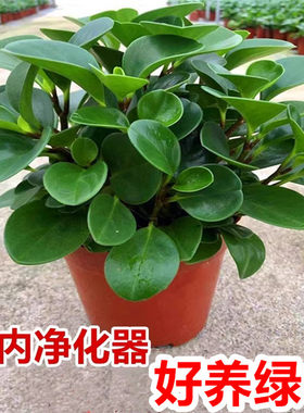 绿植净化空气好养易活绿萝