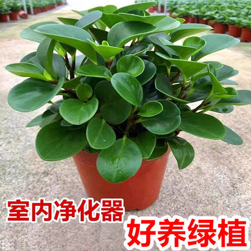 绿植净化空气好养易活绿萝