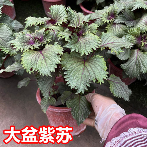 留兰香柠檬九层塔薄荷盆栽紫苏