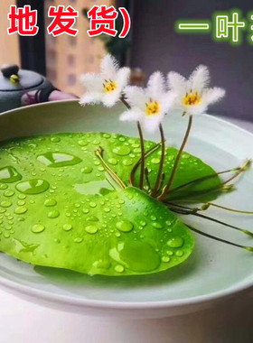 一叶莲浮萍水培植物鱼缸水草造景碗莲睡莲水养生净化水质好养开花