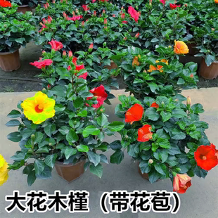 木槿大红花绿植盆栽带花苞夏季开花好养庭院阳台绿植耐晒太阳