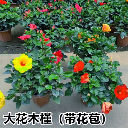 木槿大红花绿植带花苞