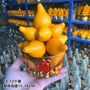五代同堂黄金果年宵花喜庆摆桌面贡神位财神家用办公桌面盆景