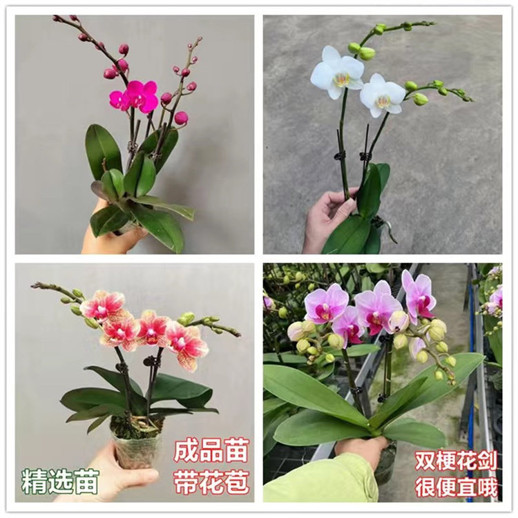 蝴蝶兰兰花盆栽带花花苗年宵花图片