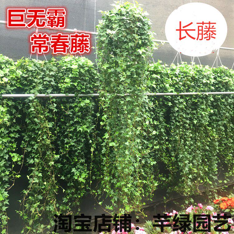 常春藤盆栽室内垂吊植物
