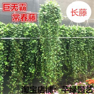 长藤大号常春藤盆栽室内吊兰垂吊爬藤植物绿植长藤绿萝爬墙吸甲醛