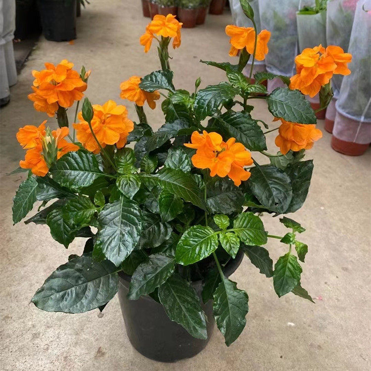 鸟尾花盆栽室外开花绿植物耐热庭院多年生花卉阳台绿化容易养四季,鲜花速递/花卉仿真/绿植园艺,时令草本花卉,淘宝优惠券,粉丝福利购,淘宝优惠卷