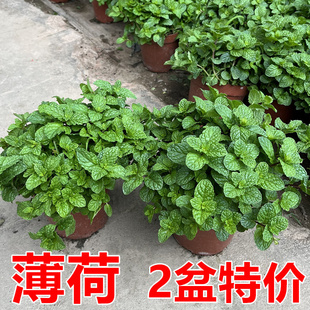 薄荷盆栽可食用留兰香柠檬调鸡尾酒泡茶香草叶阳台绿植盆栽蔬菜