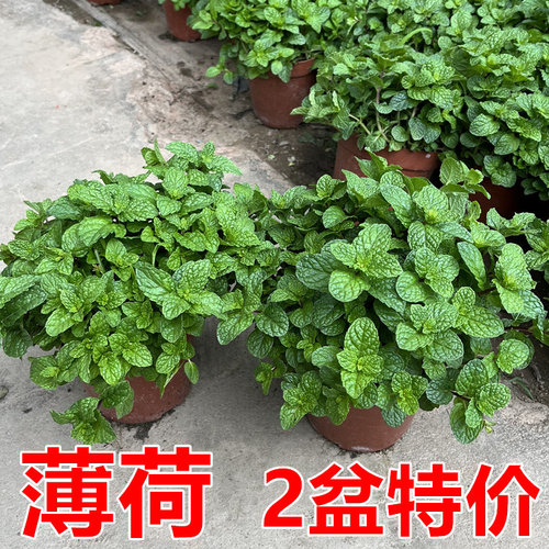 薄荷盆栽可食用留兰香柠檬调鸡尾酒泡茶香草叶阳台绿植盆栽蔬菜