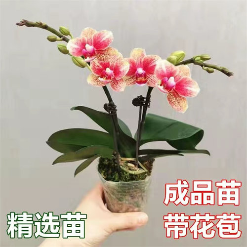 蝴蝶兰兰花盆栽带花花苗年宵花