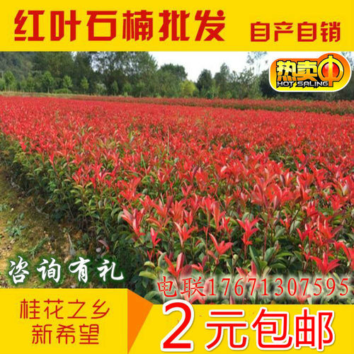 红叶女贞销量排行榜 红叶女贞品牌热度排名 小麦优选 红叶女贞销量排行榜 红叶女贞品牌热度排名 小麦优选