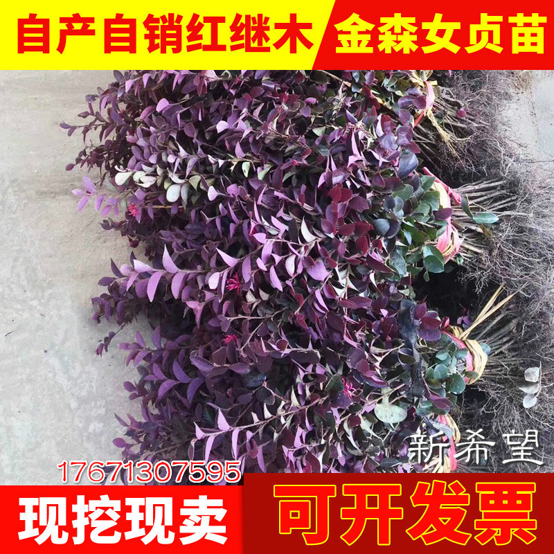 红花继木苗庭院植物绿化工程小球红继木苗黑珍珠常青篱笆树苗包邮