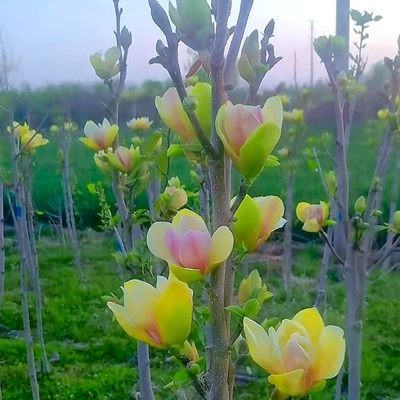嫁接玉兰盆栽树苗花苞发货