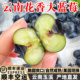 云南花香蓝莓当季 新鲜l25抚仙湖脆纯甜花香蓝莓鲜果新鲜水果孕妇