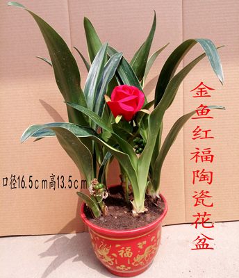 乔迁新婚万年青盆栽金边银边四季常青绿植吉祥草植物室内吸收甲醛 浪漫花语花卉园艺 淘优券
