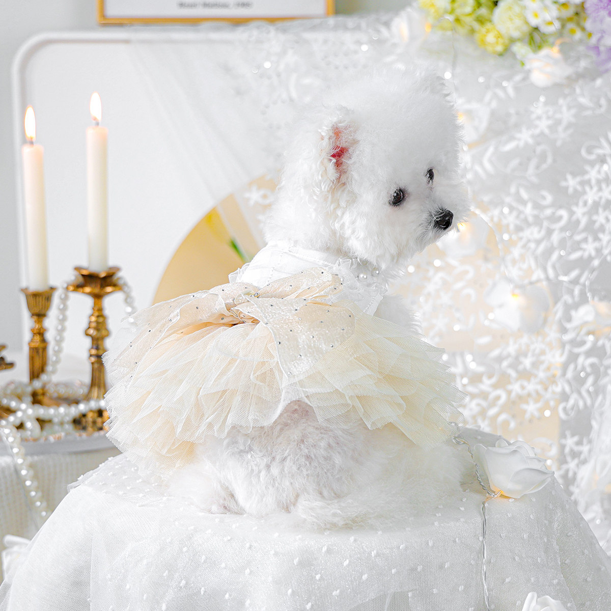 Petcircle 狗狗衣服猫咪公主裙宠物小狗比熊泰迪博美小型犬裙子薄