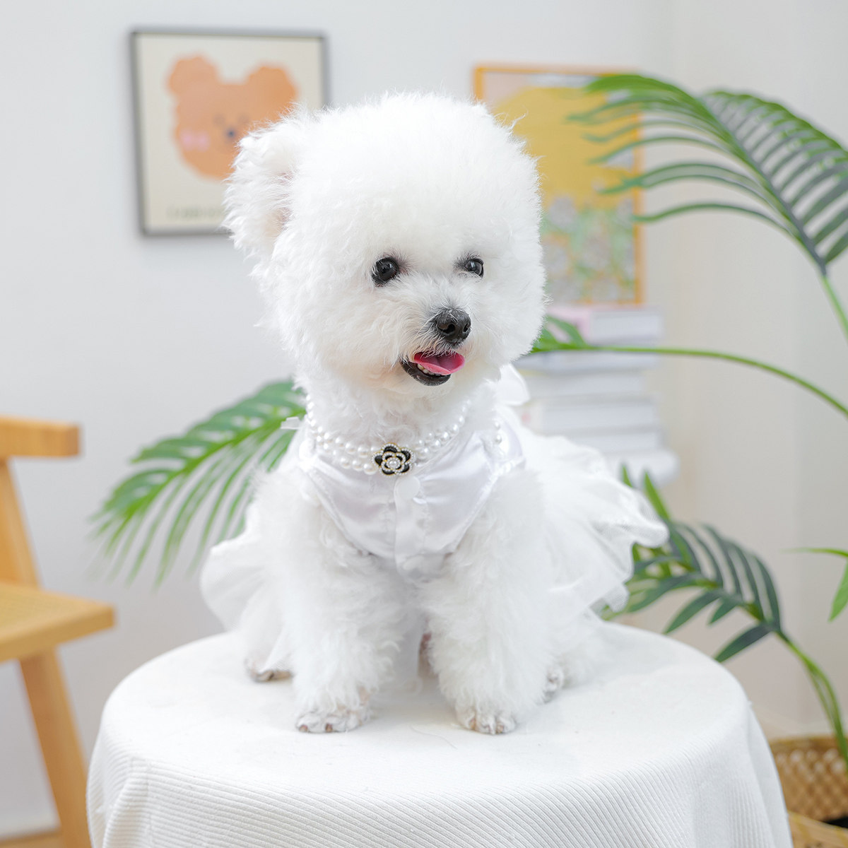 Petcircle 狗狗衣服猫咪公主裙白色婚纱伴娘小狗裙子宠物比熊泰迪