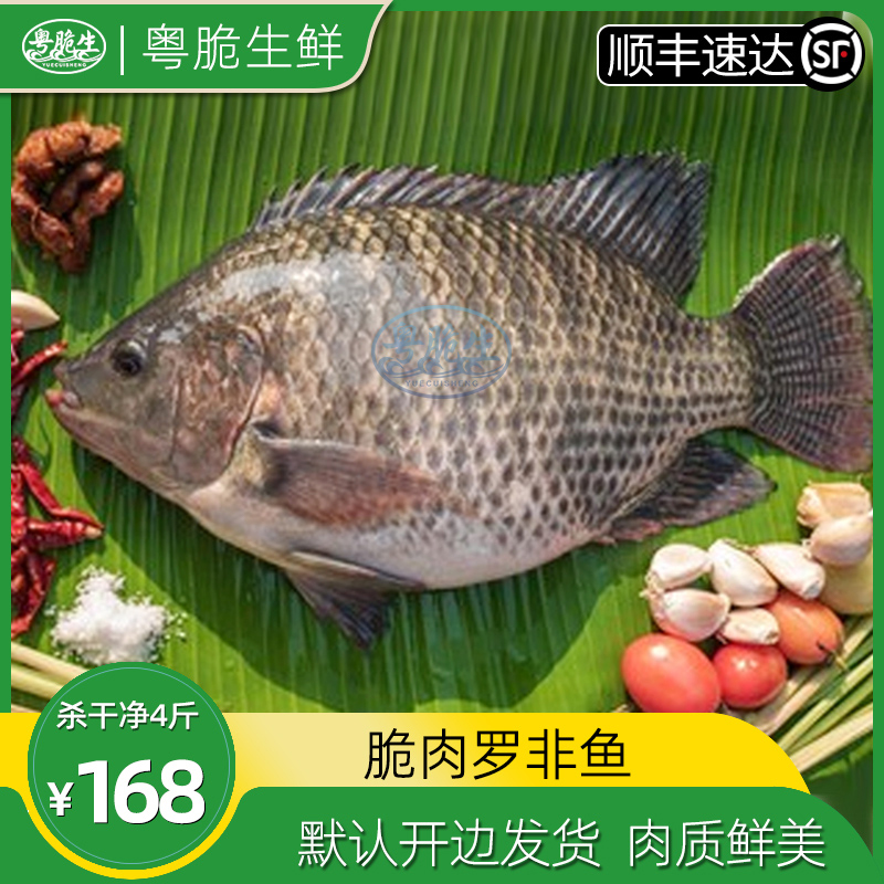 新鲜脆肉罗非罗非鱼福寿鱼