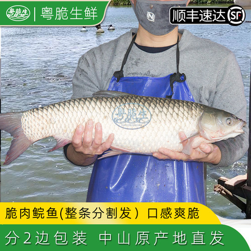 中山特产脆肉鲩鱼草鱼新鲜冷冻水产生鲜脆皖鱼整条分割发广东包邮 - 封面