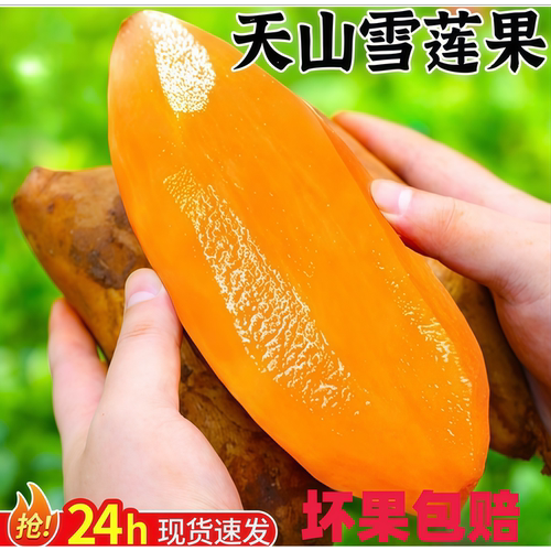 新鲜现挖!雪莲果甜脆多汁